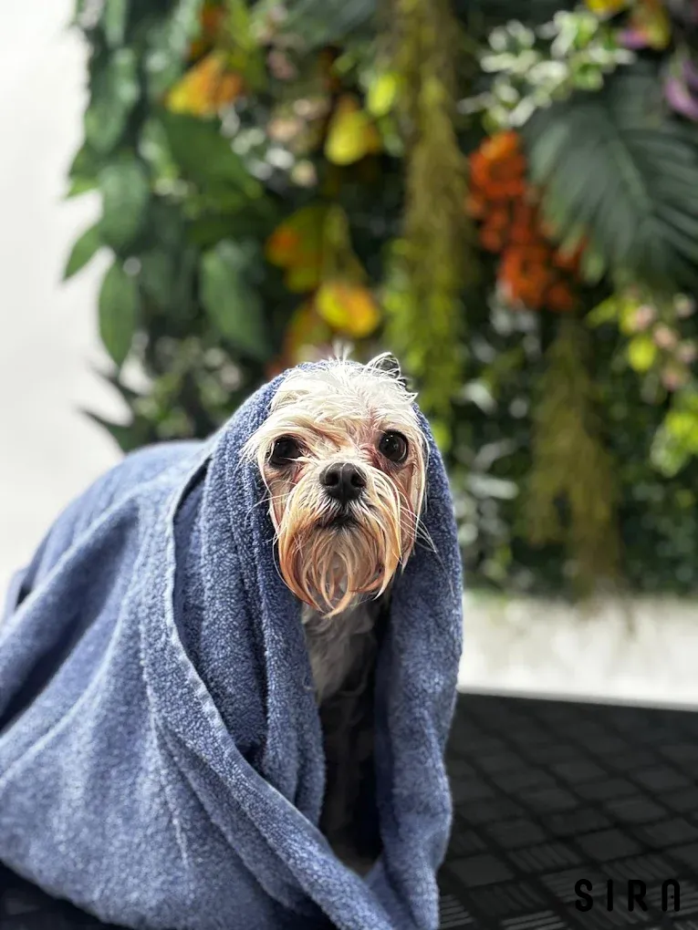 Pati Wash Pet Kuaför - Fotoğraf 3