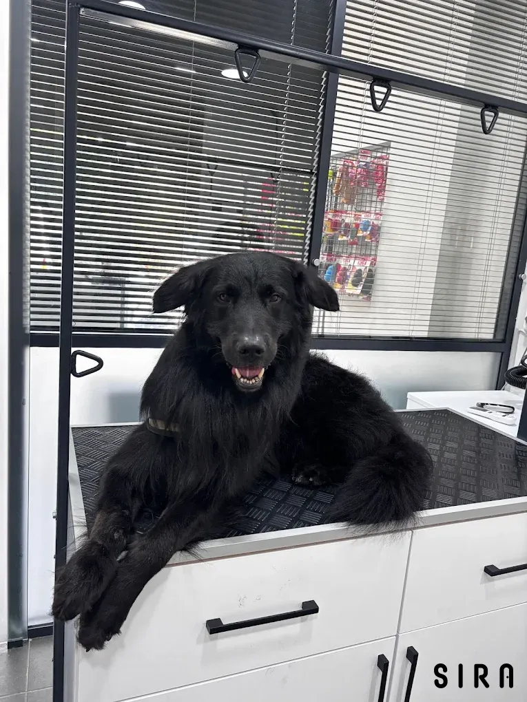Pati Wash Pet Kuaför - Fotoğraf 4