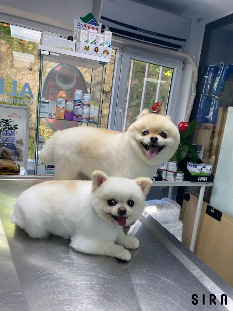 Çarşı Pet Kuaför Hizmetleri - Pet-kuafor