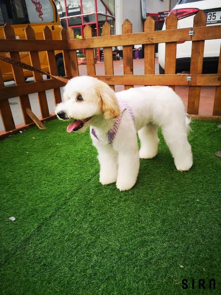 Çarşı Pet Kuaför Hizmetleri - Fotoğraf 5
