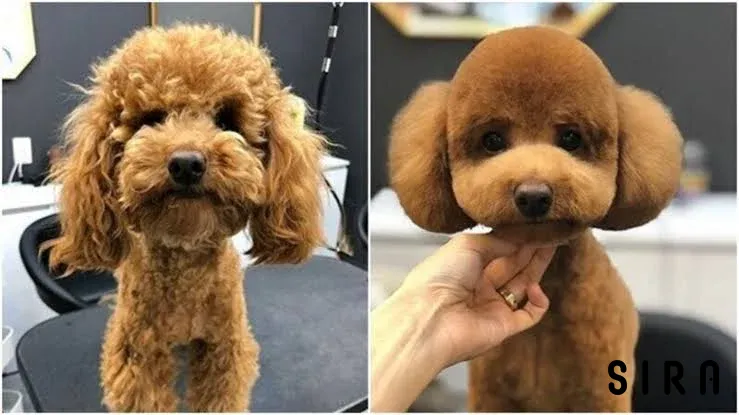 Shila Pet Kuaför - Fotoğraf 4