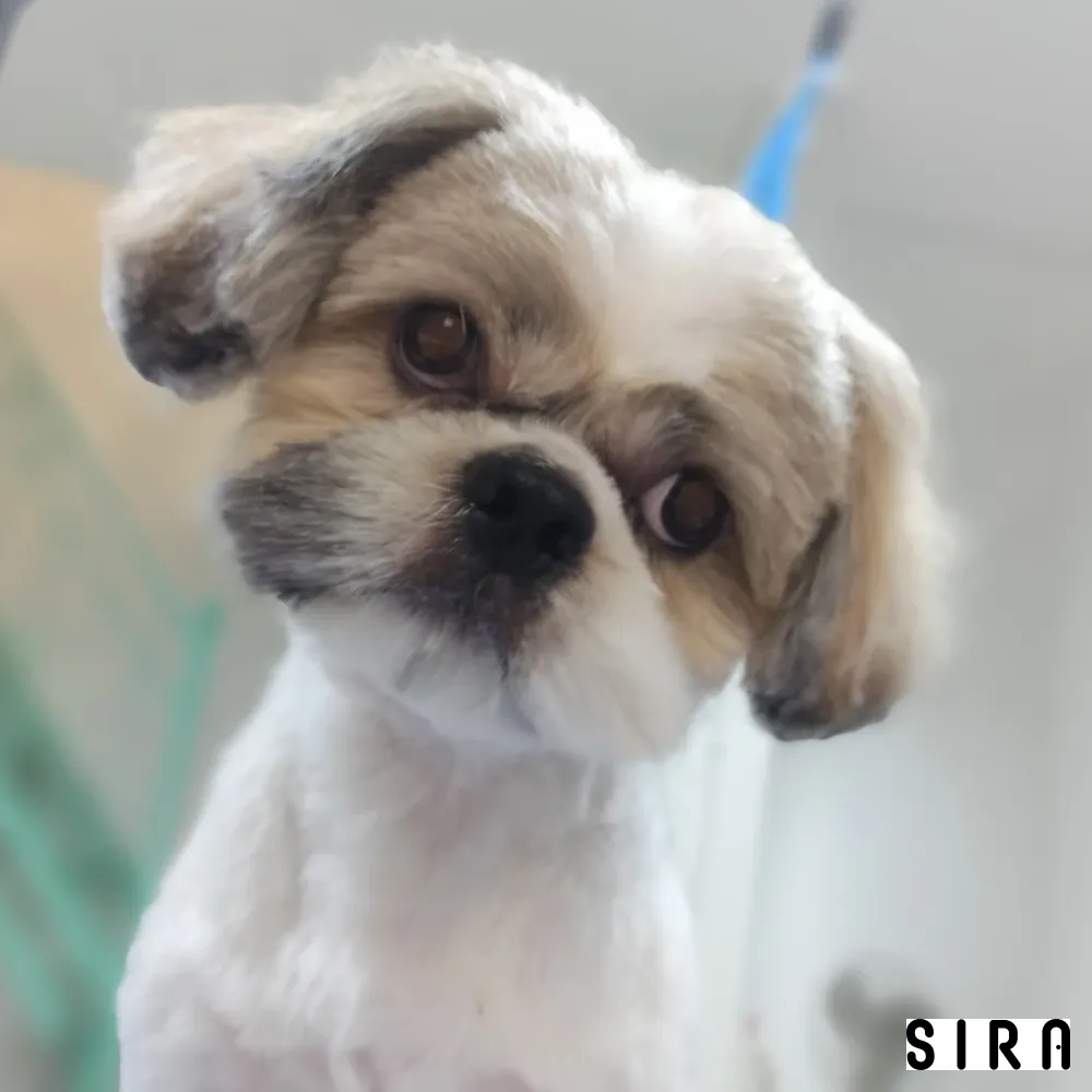 Pet Stylist Aylin Bozkurt - Fotoğraf 4