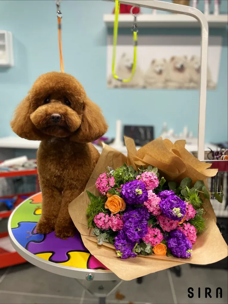 Pet Stylist Aylin Bozkurt - Fotoğraf 7