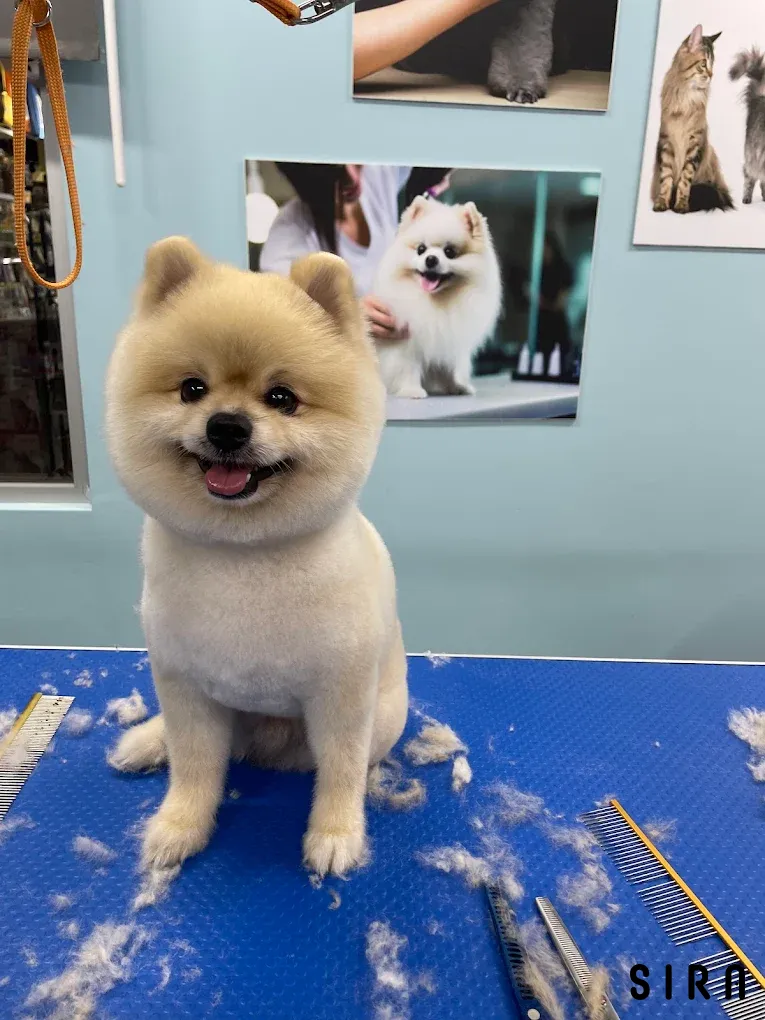 Pet Stylist Aylin Bozkurt - Fotoğraf 8