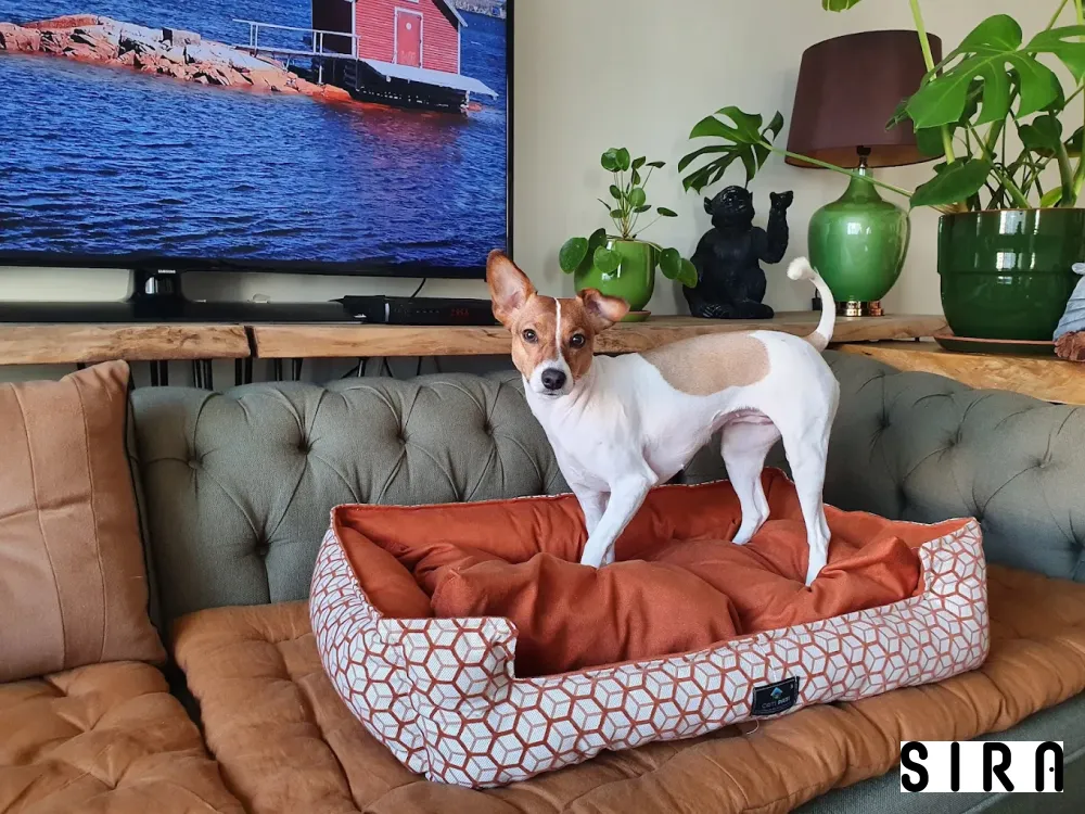 Pet Stylist Aylin Bozkurt - Fotoğraf 6