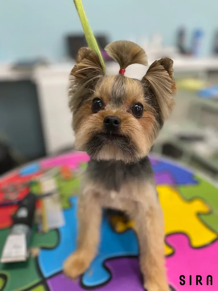 Pet Stylist Aylin Bozkurt - Fotoğraf 5
