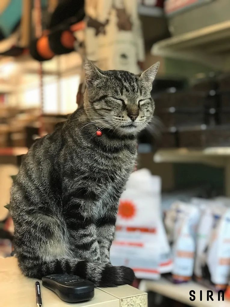 Republic Pet Kuaför - Fotoğraf 6