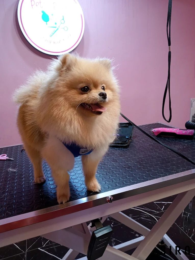 Republic Pet Kuaför - Fotoğraf 2