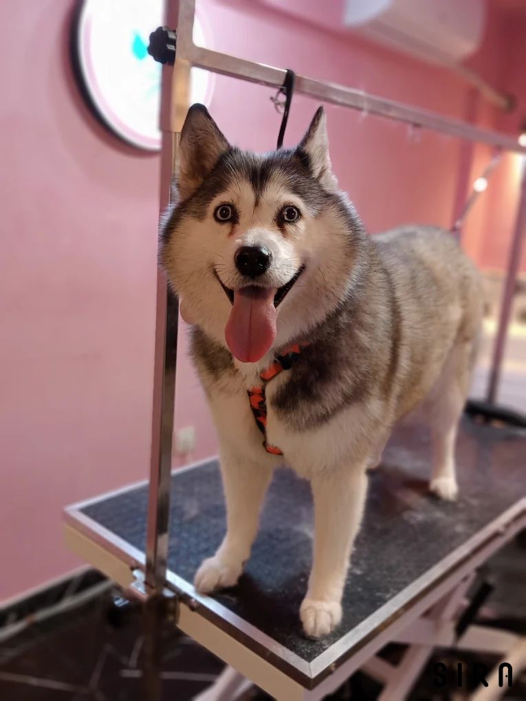 Republic Pet Kuaför - Fotoğraf 3