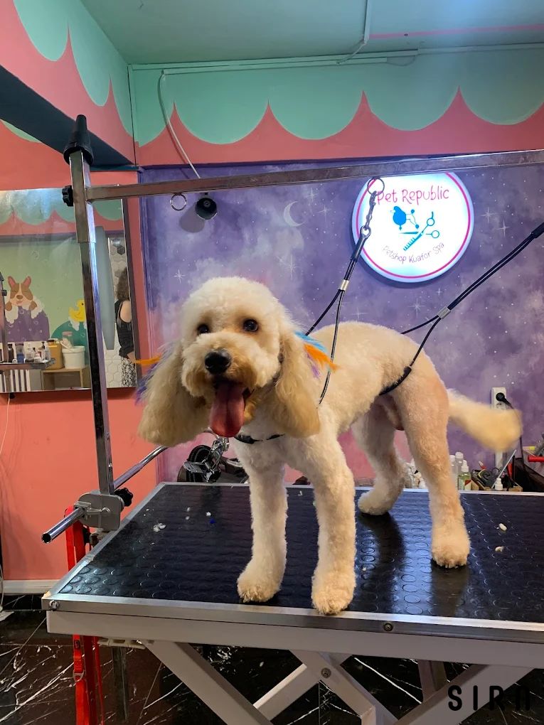 Republic Pet Kuaför - Fotoğraf 5